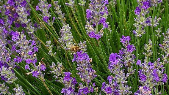 One-day tour of Levin Farm Picking + Lavender Farm + Outlet Shopping in the United States