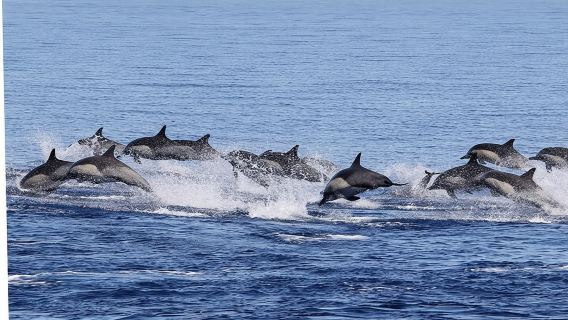 Dolphin & Whale Watching in Puerto Escondido