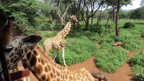 Nairobi-Nationalpark: Ganztägige Tour im privaten Geländewagen mit Guide