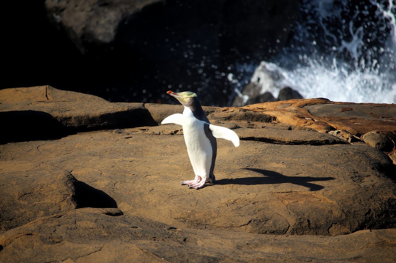 Dunedin to Te Anau via The Catlins & Invercargill 1 Way Tour