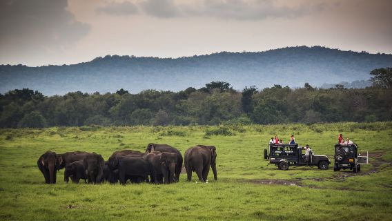 Galle/Unawatuna/Mirissa: Udawalawe Safari