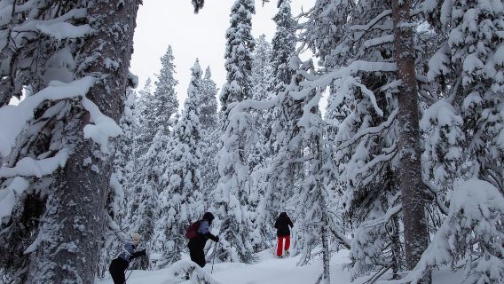 Levi: Kasut salji hutan tepi tasik