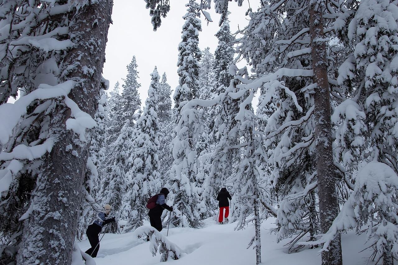 Levi: Lakeside forest snowshoeing