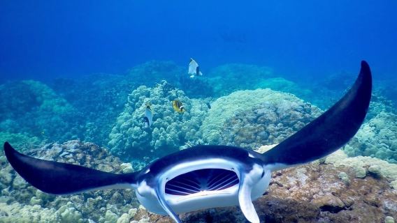 Kailua-Kona: Aventura de snorkel nocturno con mantarrayas