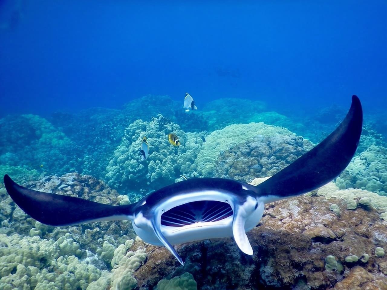 Kailua-Kona: Late Night Snorkeling Adventure with Manta Rays