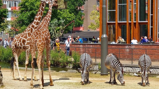 Tagesausflug zu Artis, der Blauen Brücke, dem Madame Tussauds Wachsfigurenkabinett und dem Ripley's Museum