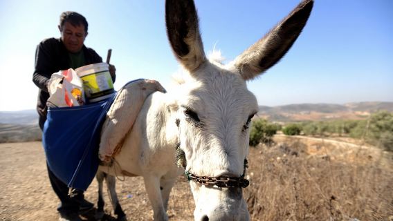 From Jerusalem: West Bank Day Tour