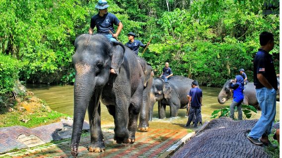 Kuala Gandah Elephant Sanctuary One Day Tour with Local Lunch & Deerland Park