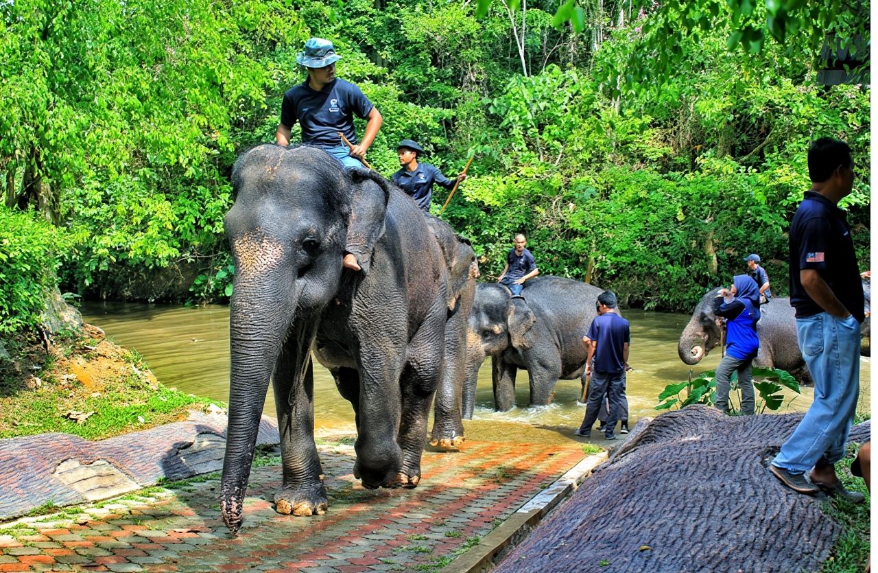 Kuala Gandah Elephant Sanctuary One Day Tour with Local Lunch & Deerland Park