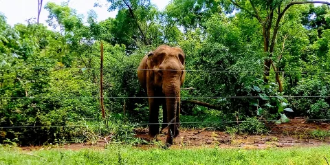 烏達瓦拉維野生動物園之旅 - 包含酒店接送服務