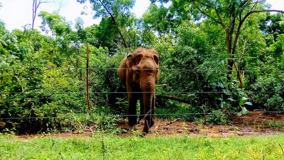 Udawalawe Safari - Tour privato e personalizzato