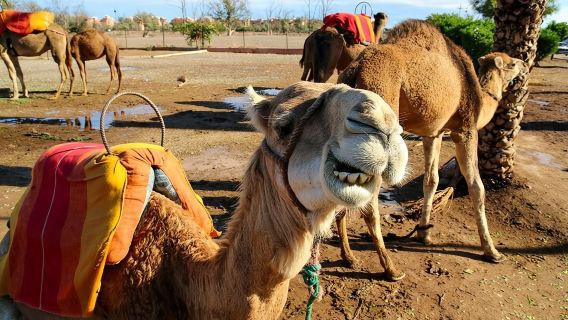 ทัวร์วันเดียว/ทัวร์หลายวัน เดียวจากคาซาบลังกาพร้อมขี่อูฐ