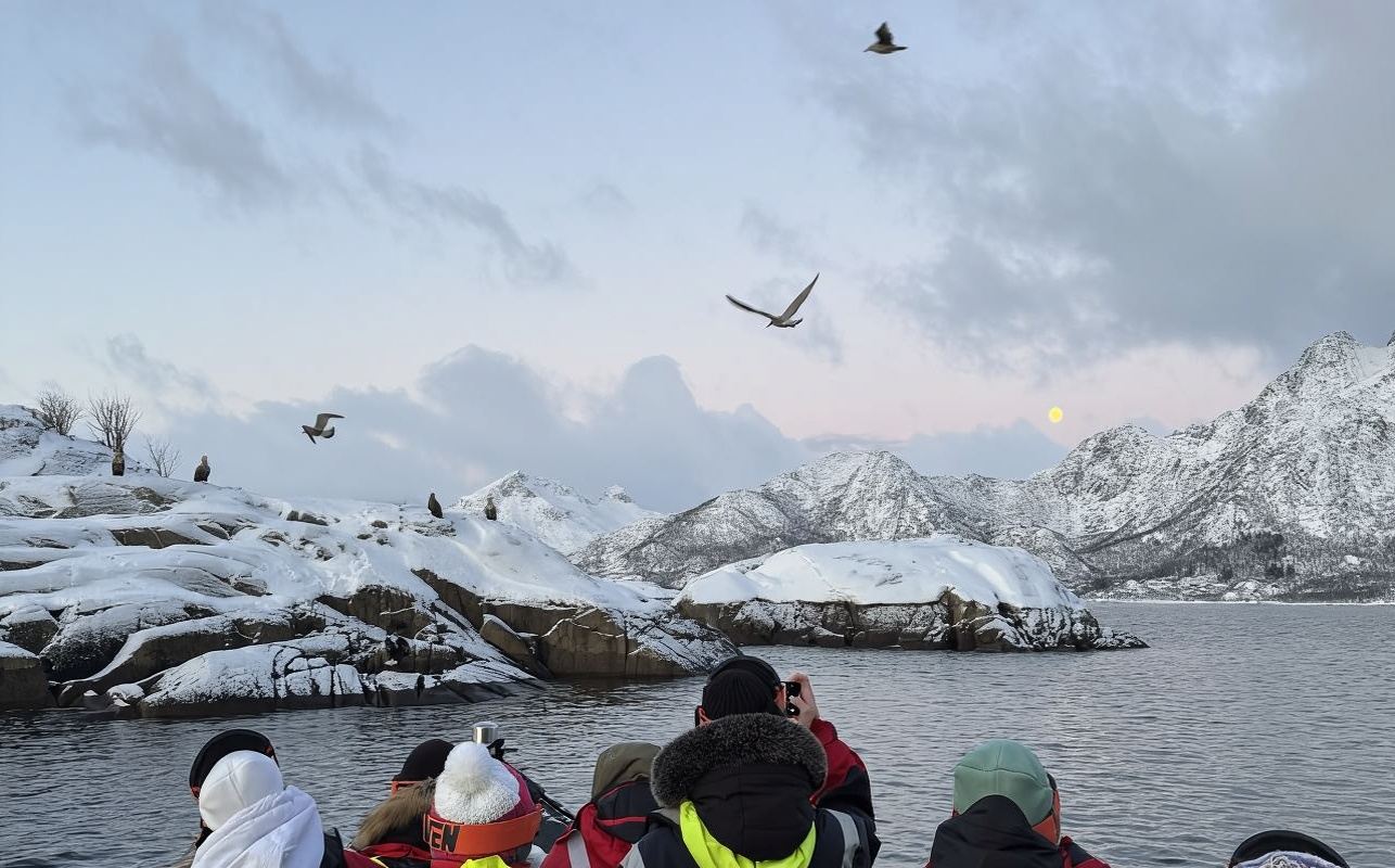 Experiencia de crucero por el fiordo de Svolvær en las Islas Lofoten de Noruega [Crucero por el fiordo + opción de avistamiento de águilas marinas, pesca o excursiones en kayak]
