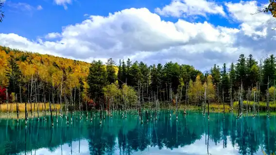 ทัวร์ 1 วัน ฮอกไกโด ญี่ปุ่น: สวนสัตว์อาซาฮิยามะ + ต้นไม้ดังแห่งบิเอะ + บ่อน้ําสีฟ้าชิโรกาเน + ทุ่งดอกไม้ชิกิซайโนะโอกะ