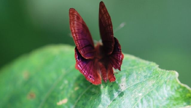Grupo privado en el Santuario de Mariposas y Plantación de Especias