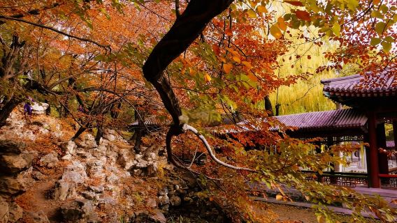 日本京都-瑠璃光院~三千院-貴船神社-嵐山-紅葉巡禮-紅葉季