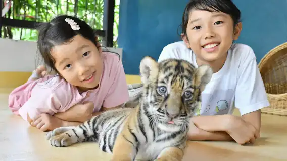 【摸老虎】普吉Tiger Park Phuket查龍老虎公園