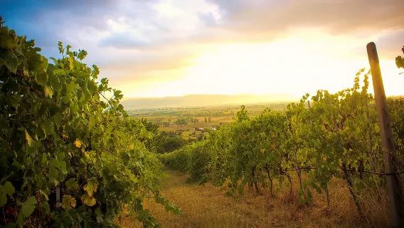 Vignaiolo per un Giorno: Visita una Cantina Biologica