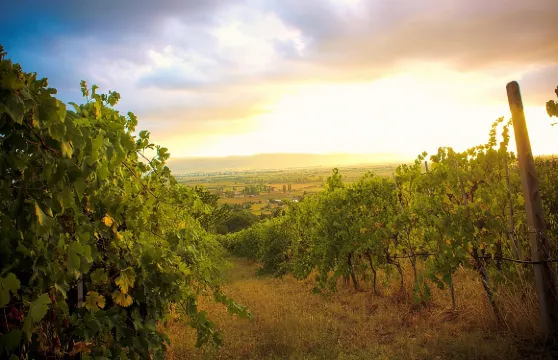 一日釀酒師體驗:參觀有機酒莊