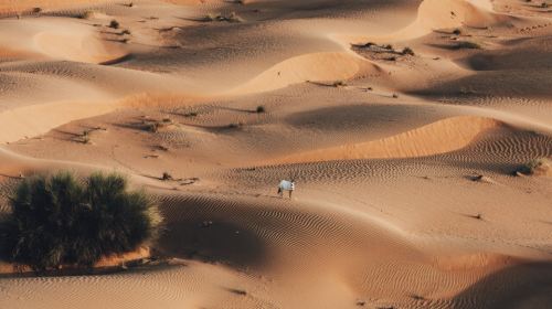 Premium  Hot Air Balloon Sunrise Tour with Exlusive In-Flight Falcon Show, Breakfast, Camel,Transfer 6