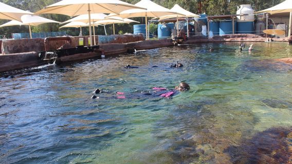 Anna Bay: Ingresso a Irukandji + Snorkeling sulle correnti costiere