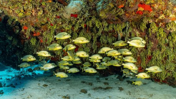 Cozumel: Tour de snorkel en barco