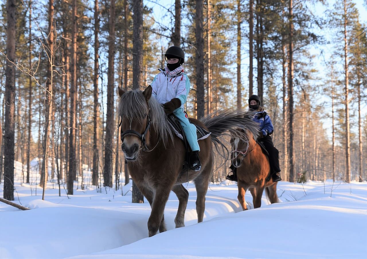 Levi: Snowy Forest Ride and Polar Lights Tours