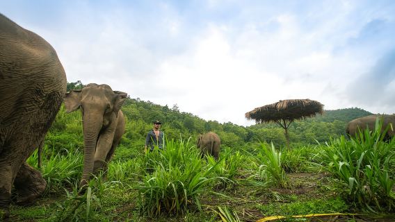 Chiang Mai: tour etico per piccoli gruppi al Santuario degli elefanti