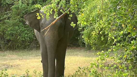 Dari Pelabuhan Hambantota: Safari Pribadi Taman Nasional Yala