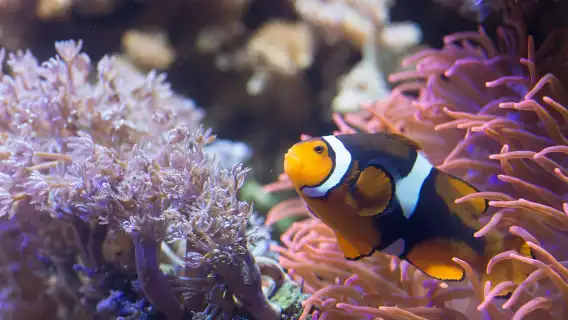 Helsinki: Sea Life Entrance Tickets