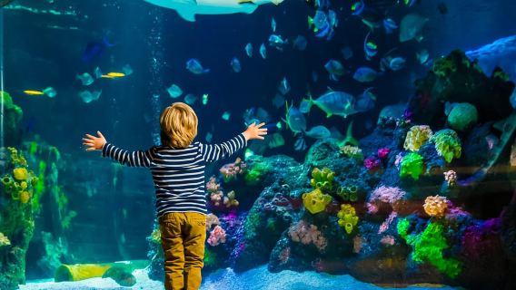 Helsinki: Eintrittskarten für das Sea Life