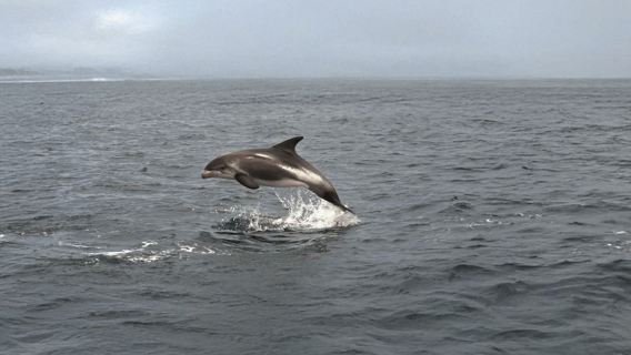 Tromsø Fjord Cruise - With a stop at Sommarøy Island