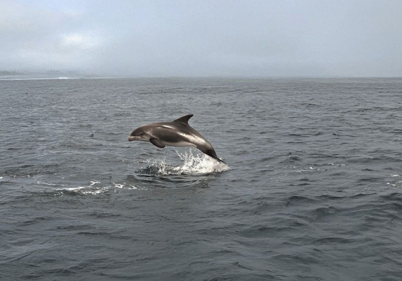 Tromsø Fjord Cruise - With a stop at Sommarøy Island