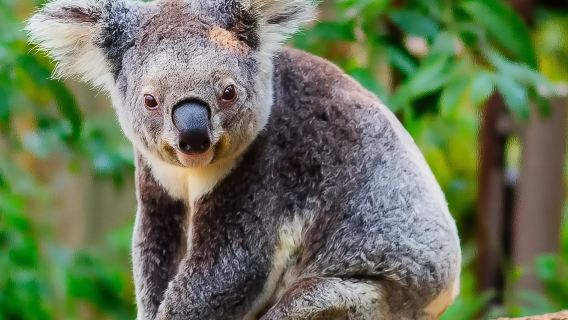 【親子遊】澳洲黃金海岸|熱帶水果世界+可倫斌動物園一日遊