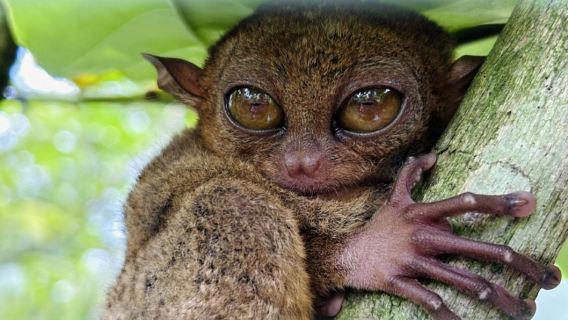 Bohol Island Day Tour: Chocolate Hills + Tarsier + Loboc River with Optional Firefly Watching (Chinese/English)