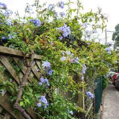 The Grounds of Alexandria User Photo