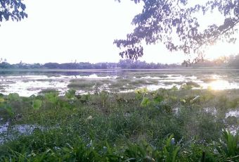 Bueng Mai Hom User Photo