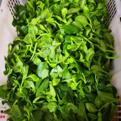 高山野菜馆 User Photo