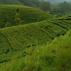 Mackwoods Tea 여행 사진