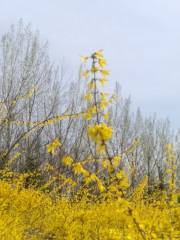 Taiyangshan Botanical Garden