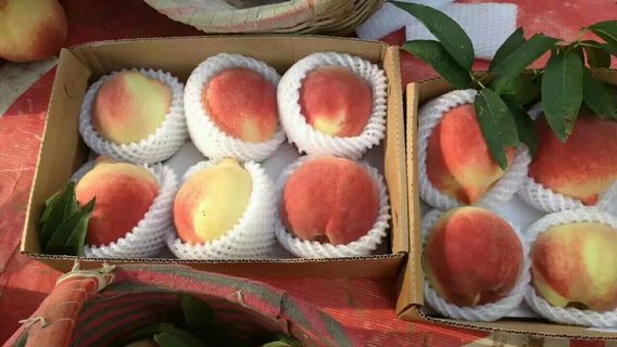 Shenzhou Nectarine Tourist Park