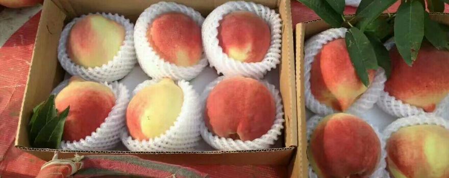 Shenzhou Nectarine Tourist Park
