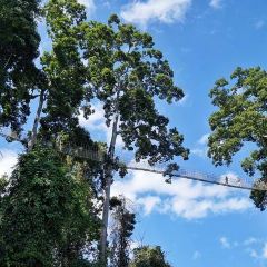 热带雨林望天树景区 User Photo