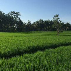 Sweet Orange Warung User Photo