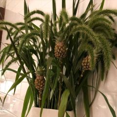 Pineapple and Pearls 여행 사진