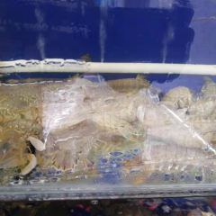 浩然漁家海鮮張用戶圖片