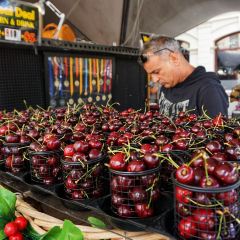 The Grounds of Alexandria User Photo