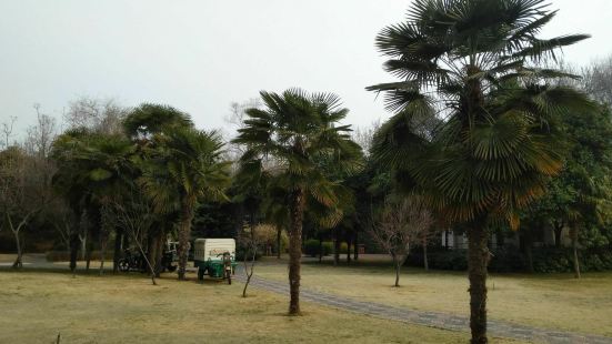 很多人都很好奇沙岗公园怎么还会有棕榈园？其实棕榈这个植物在中