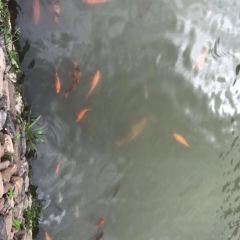 白水洋舒馨土菜馆(双溪店) User Photo