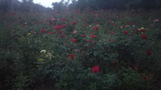 赏花来中国月季园这边就对了，这里的月季花品种比较多，各种各样